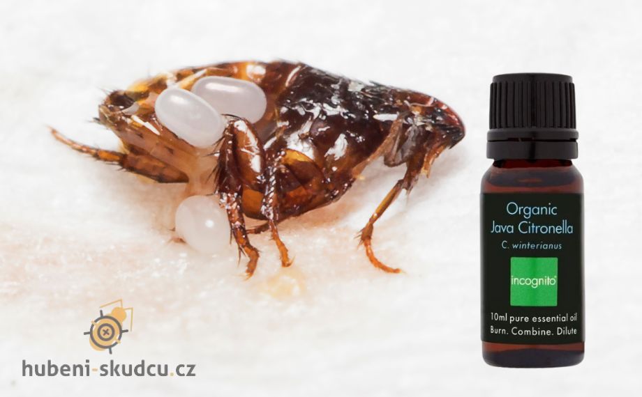 co odpuzuje blechy